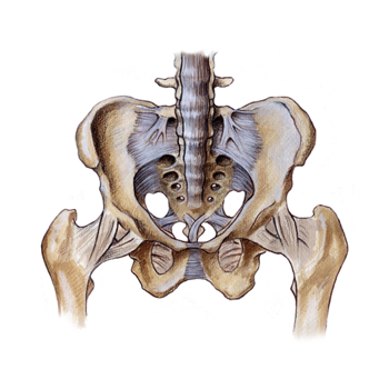 Pelvic Girdle Pain – Pelvic Physiotherapy